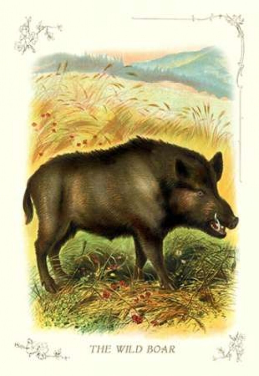 The Wild Boar 1900 Poster Print by Unknown - Item # VARPDX342767